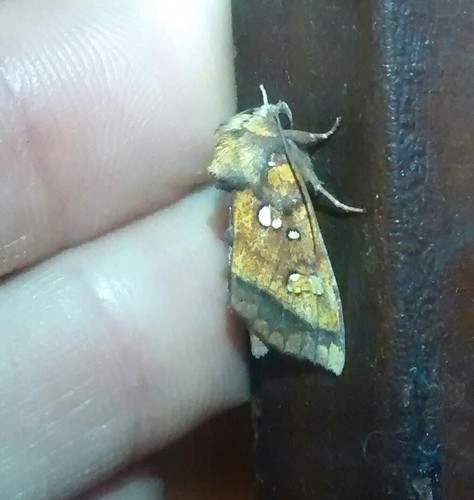 Columbine Borer Moth photo 2