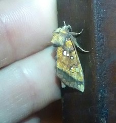 Papaipema leucostigma