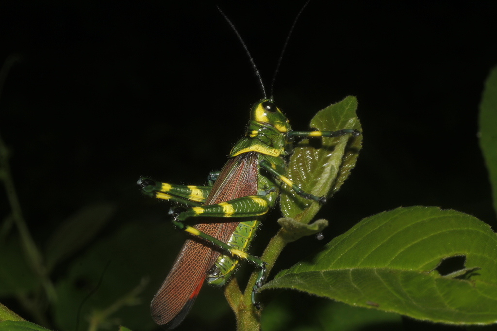 Chromacris miles