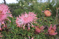 Isopogon dubius