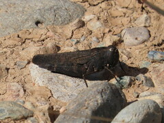 Arphia pseudonietana