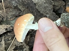 Leucoagaricus rubrotinctus
