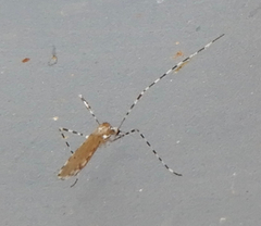 Erioptera