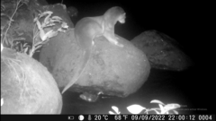 Lontra longicaudis