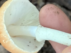 Leucoagaricus rubrotinctus