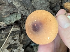 Leucoagaricus rubrotinctus