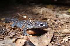 Ambystoma laterale