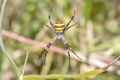 Argiope aetherea