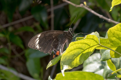 Papilio aegeus