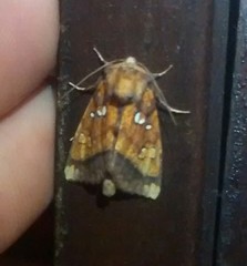 Papaipema leucostigma