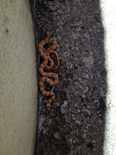 Ground Snake (Sonora semiannulata), a species recorded in Utah