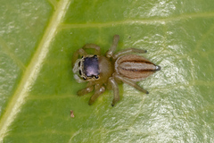 Maratus scutulatus
