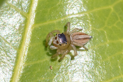 Maratus scutulatus