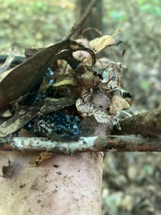 Plethodon glutinosus