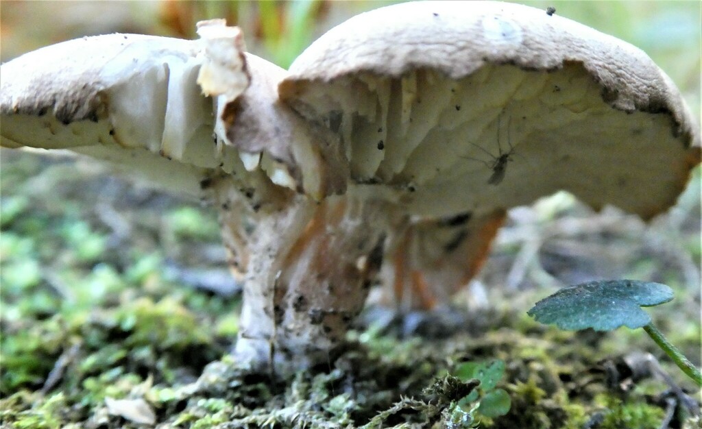 Neolentinus kauffmanii from Darlington Provincial Park, Regional