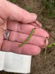 Desmodium viridiflorum