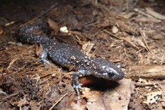 Ambystoma laterale