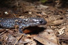Ambystoma laterale
