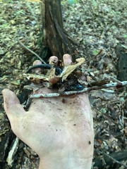 Plethodon glutinosus