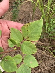 Desmodium viridiflorum