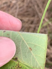Desmodium viridiflorum