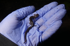 Plethodon cinereus