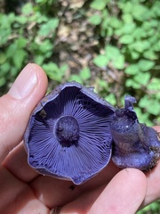 Phlegmacium velicopium