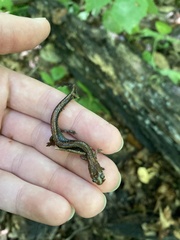 Plethodon cinereus