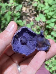 Phlegmacium velicopium