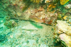 Austrolabrus maculatus