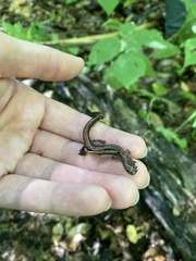 Plethodon cinereus