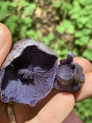 Phlegmacium velicopium