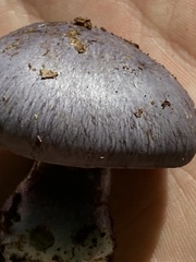 Phlegmacium velicopium
