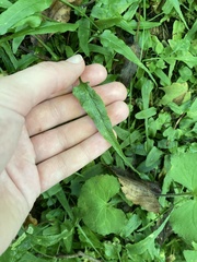 Asplenium rhizophyllum