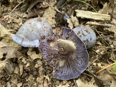Phlegmacium velicopium