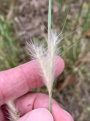 Andropogon ternarius