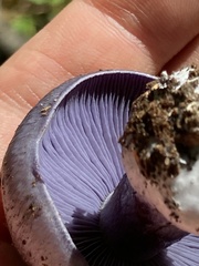 Phlegmacium velicopium