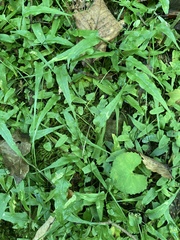 Asplenium rhizophyllum