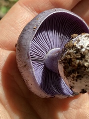 Phlegmacium velicopium