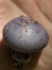 Phlegmacium velicopium