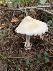 Amanita murrilliana