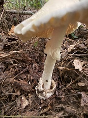 Amanita murrilliana