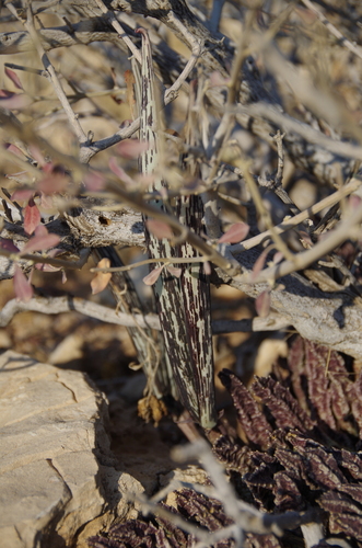 Ceropegia schinzii