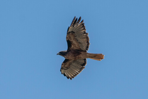 iNaturalist observation photo of Red-tailed Hawk