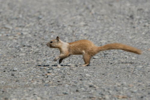 iNaturalist observation photo of California Ground Squirrel