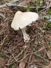 Amanita murrilliana