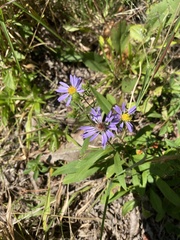 Eurybia surculosa