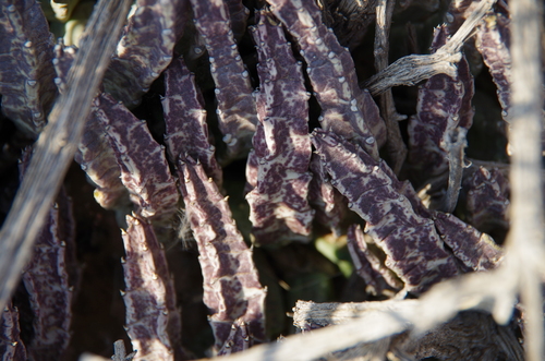 Ceropegia schinzii