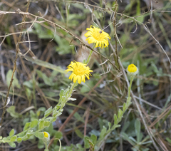 Chrysopsis gossypina
