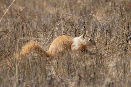 iNaturalist observation photo of California Ground Squirrel